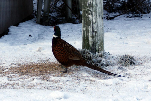 Vinter 2009