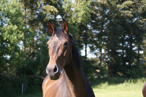 Schuffe