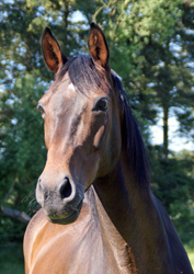 Schuffe