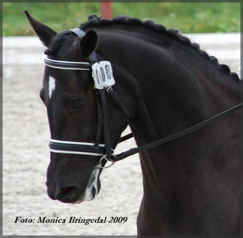 Søholm's Dick Turpin 2009