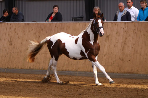 Skywalker kåring 2009