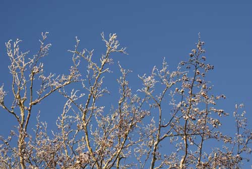 Vinter